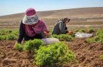 حمایت از کارآفرینی بانوان جوان در حوزه کشاورزی
