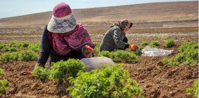 حمایت از کارآفرینی بانوان جوان در حوزه کشاورزی حمایت از کارآفرینی بانوان جوان در حوزه کشاورزی