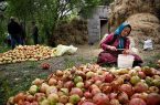 گزارش راهکارهای جایگزین: خوداشتغالی به عنوان سنگ بنای اقتصاد مقاوم روستایی گزارش راهکارهای جایگزین: خوداشتغالی به عنوان سنگ بنای اقتصاد مقاوم روستایی