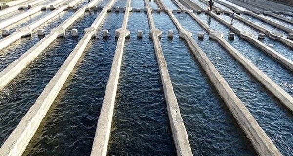 بیش از پنج میلیون بچه ماهی در استخرهای همدان رهاسازی شد