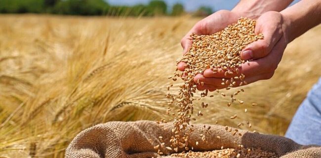 فامنین، درگزین و رزن پیشتاز خرید تضمینی گندم در همدان شدند