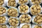 ۴۰ وانت‌بار سیب‌زمینی برای تنظیم بازار در همدان مستقر می‌شوند