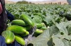 پیش بینی برداشت ۱۰ هزار تن خیار از مزارع کبودراهنگ