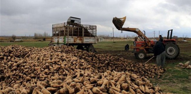 پیشبینی برداشت ۱۵۰ هزار تن چغندر قند از مزارع اسدآباد پیشبینی برداشت ۱۵۰ هزار تن چغندر قند از مزارع اسدآباد