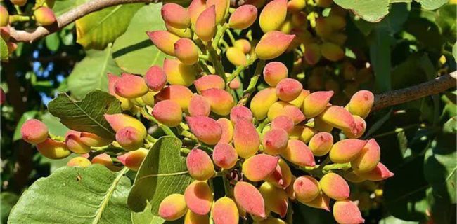 رشد ۱۰۰ هکتاری باغ‌های پسته همدان در پنج سال
