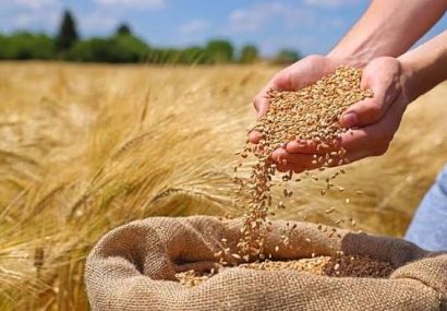 خرید تضمینی گندم در همدان از ۳۹۷ هزار تن عبور کرد