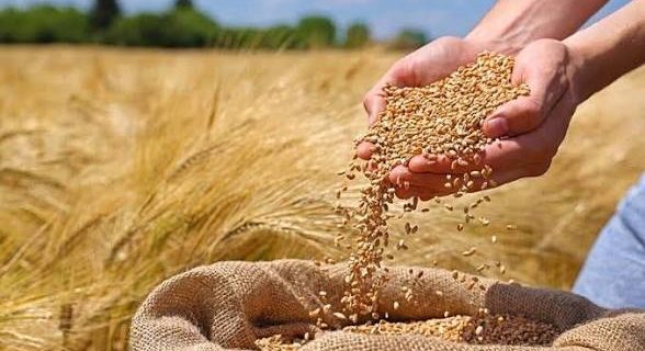 خرید تضمینی گندم در همدان از ۳۹۷ هزار تن عبور کرد