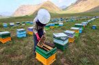 آغاز سرشماری سراسری کلنیهای زنبور عسل در همدان از مهرماه
