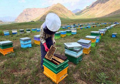 آغاز سرشماری سراسری کلنیهای زنبور عسل در همدان از مهرماه