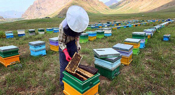 آغاز سرشماری سراسری کلنیهای زنبور عسل در همدان از مهرماه آغاز سرشماری سراسری کلنیهای زنبور عسل در همدان از مهرماه